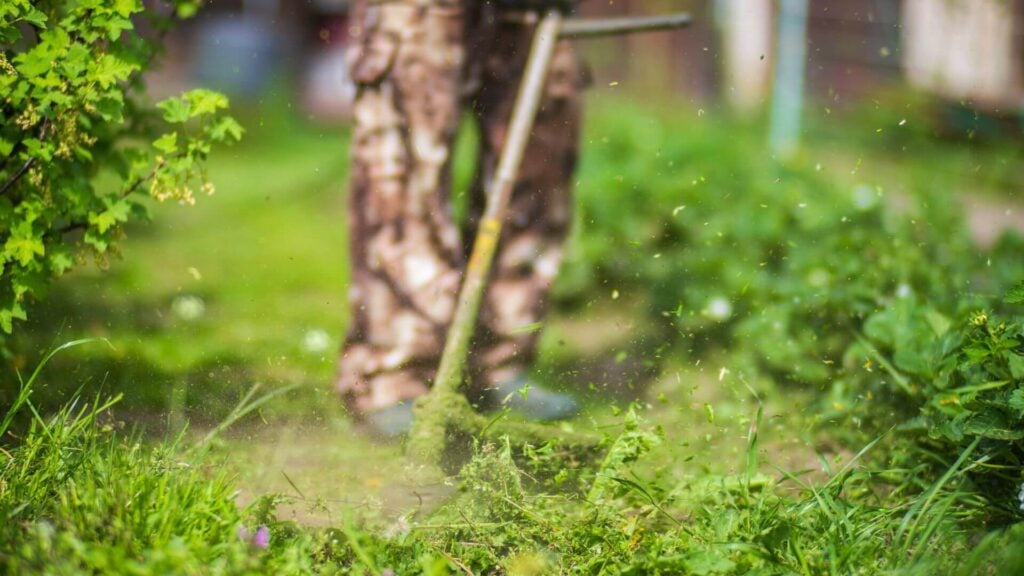 Freshly cut green lawn beside established landscape beds